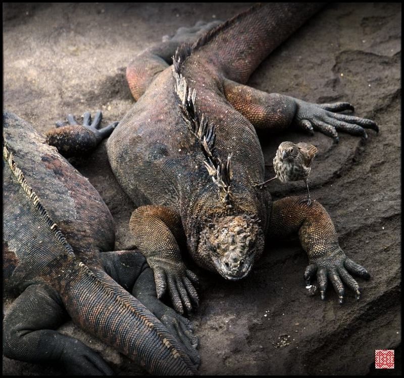 Победитель фото превью