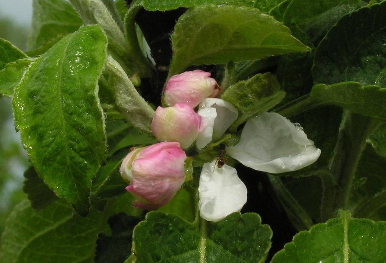 муравей,яблоня,цветок,макро, Tatiana Rozanova