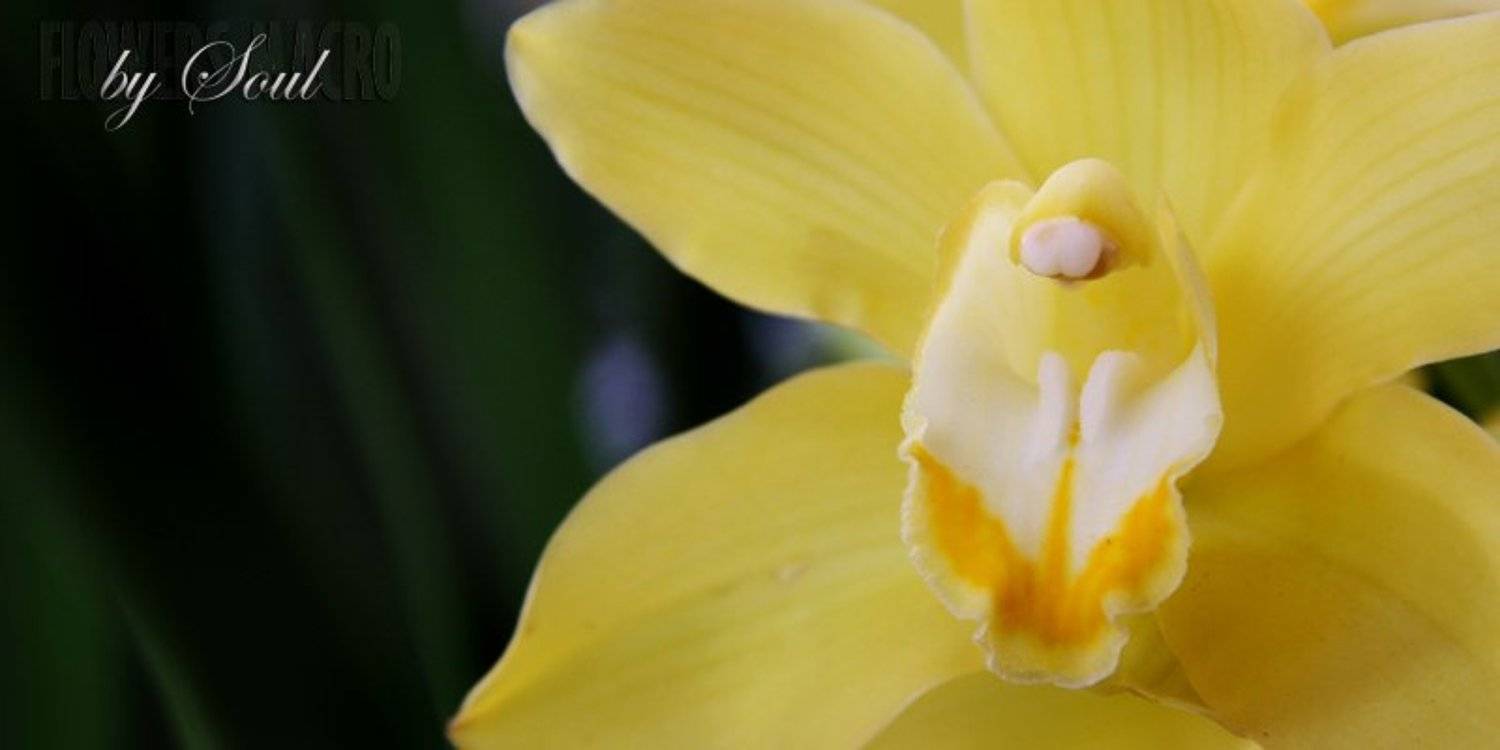 орхидея, SouL