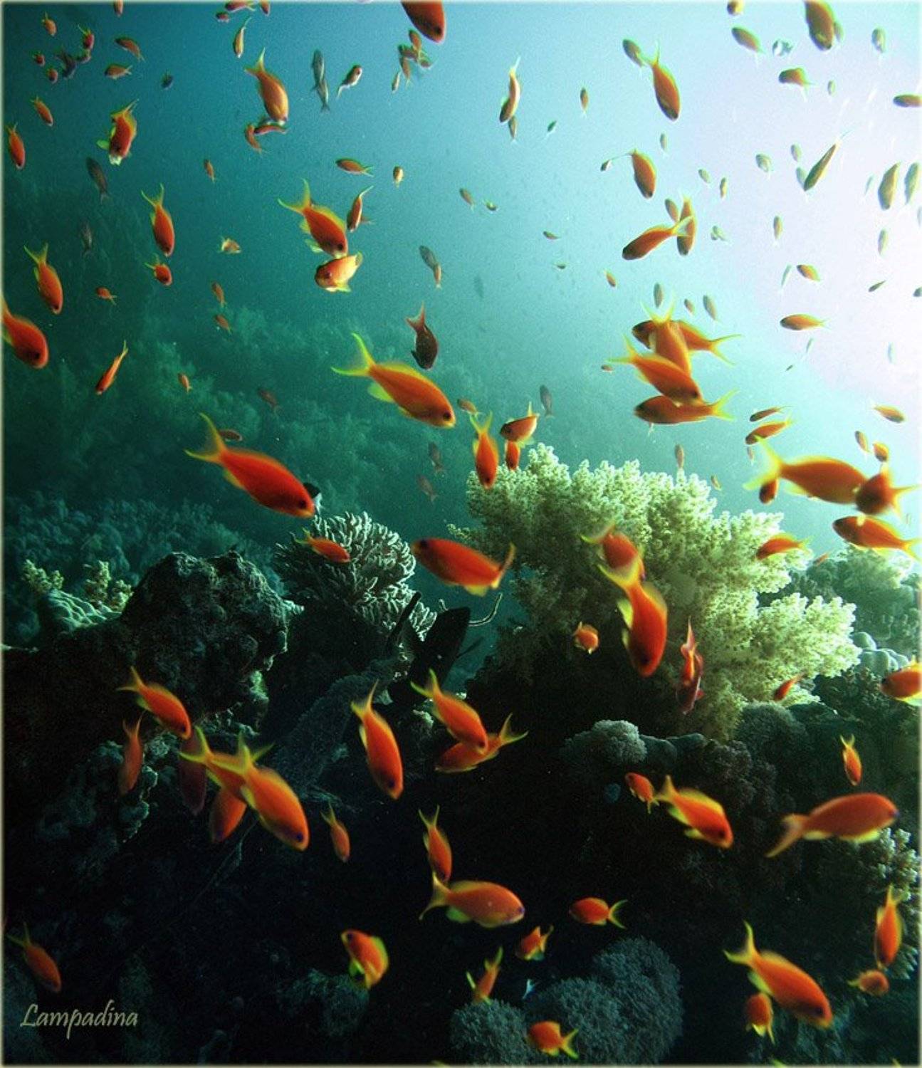 красное море , судан, золотые рыбки, lampadina