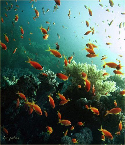 Золотые рыбки (МНОГО) )))))