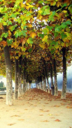 Синяя аллея.