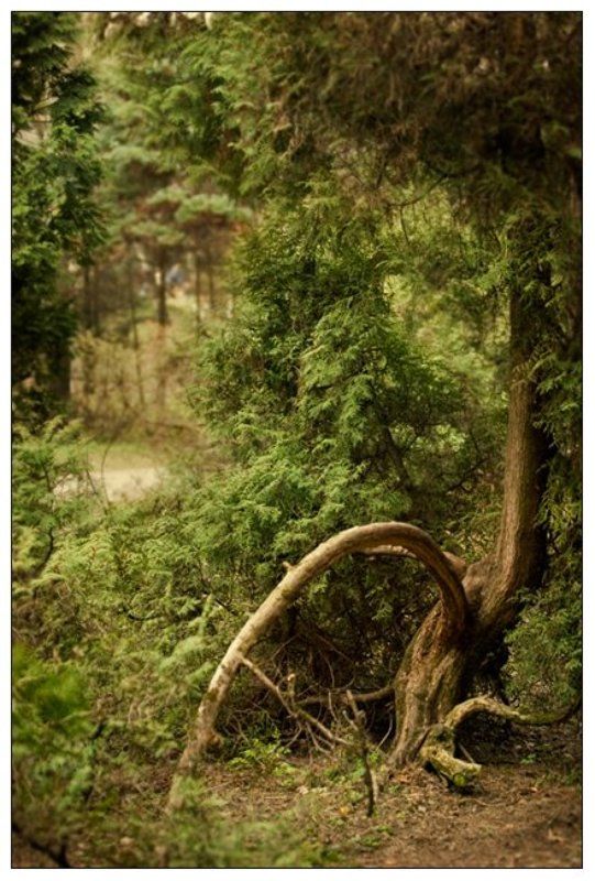 москва,парк,пейзаж,canon,30d,сад,дерево,зелень,кусты,трава  фото превью