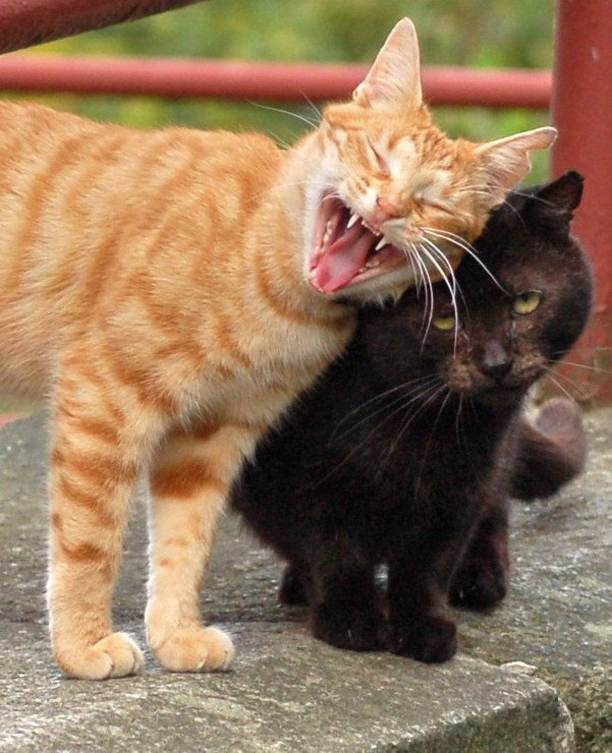 голос, кошки, Andrey