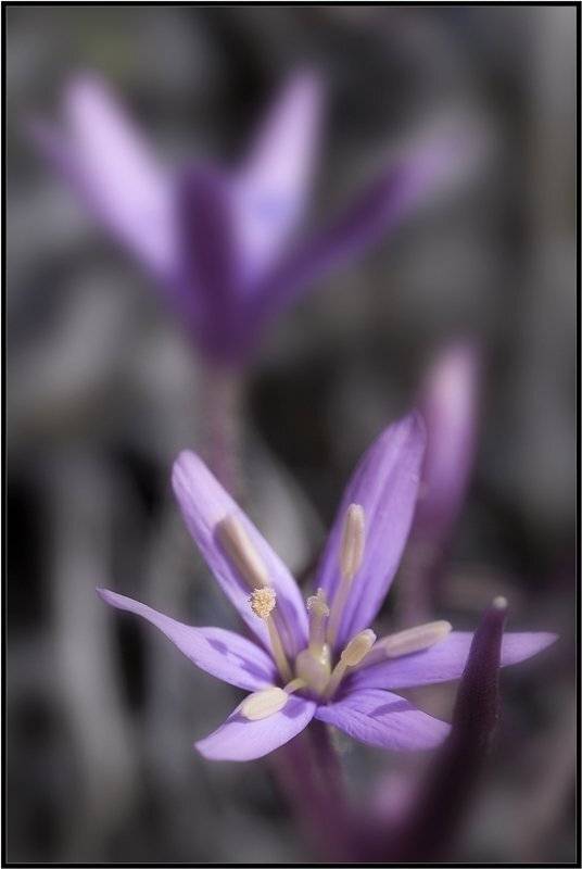 весна,цветы, Качурин Алексей