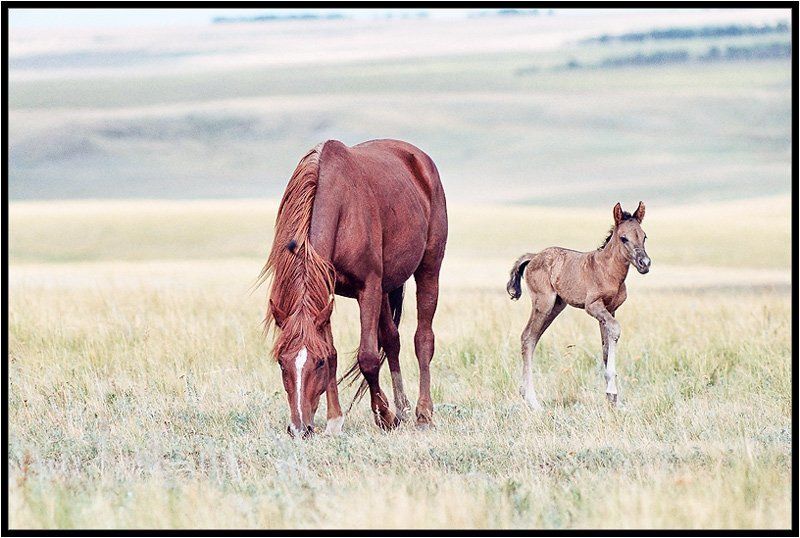 кони,степи,лошади Шесть часов отроду. фото превью