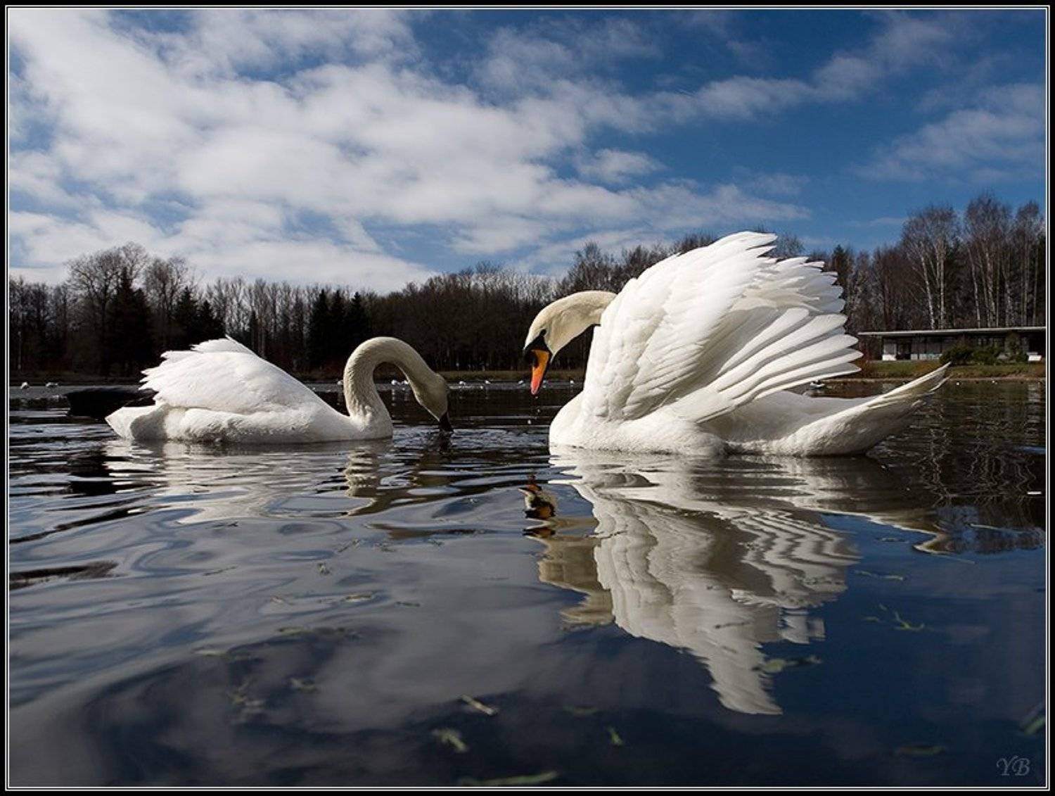 лебеди, крестовский, остров, весна, Братаев Юра