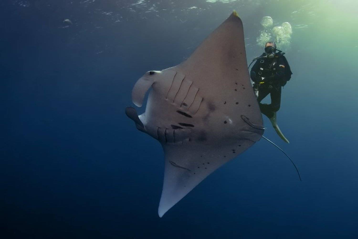 фотомафия, манта, палау, fotomafia