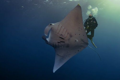 Под водой пасутся Ма...