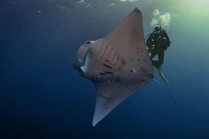 фотомафия, манта, палау Под водой пасутся Ма... фото превью