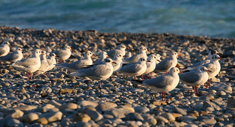 птицы, море, Александр Цабель
