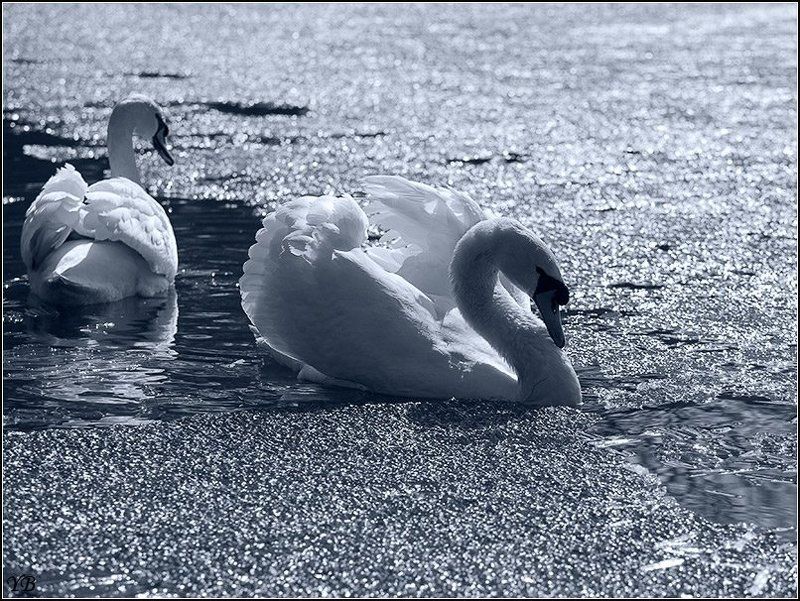 крестовский, остров, весна, лебеди обиделся... фото превью