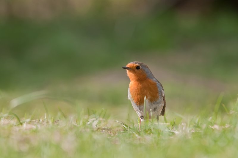 robin фото превью