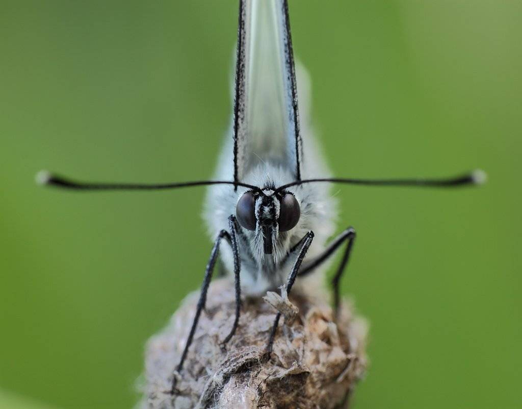 бабочка, боярышница, Сергей Таланов