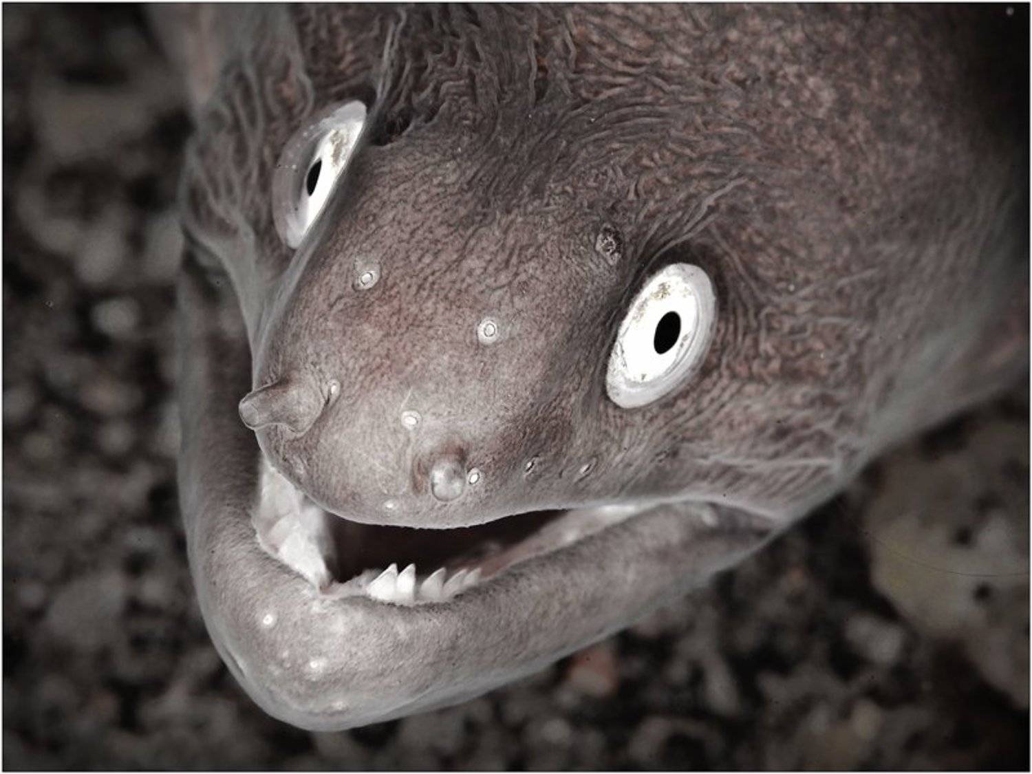 , Олег Федин