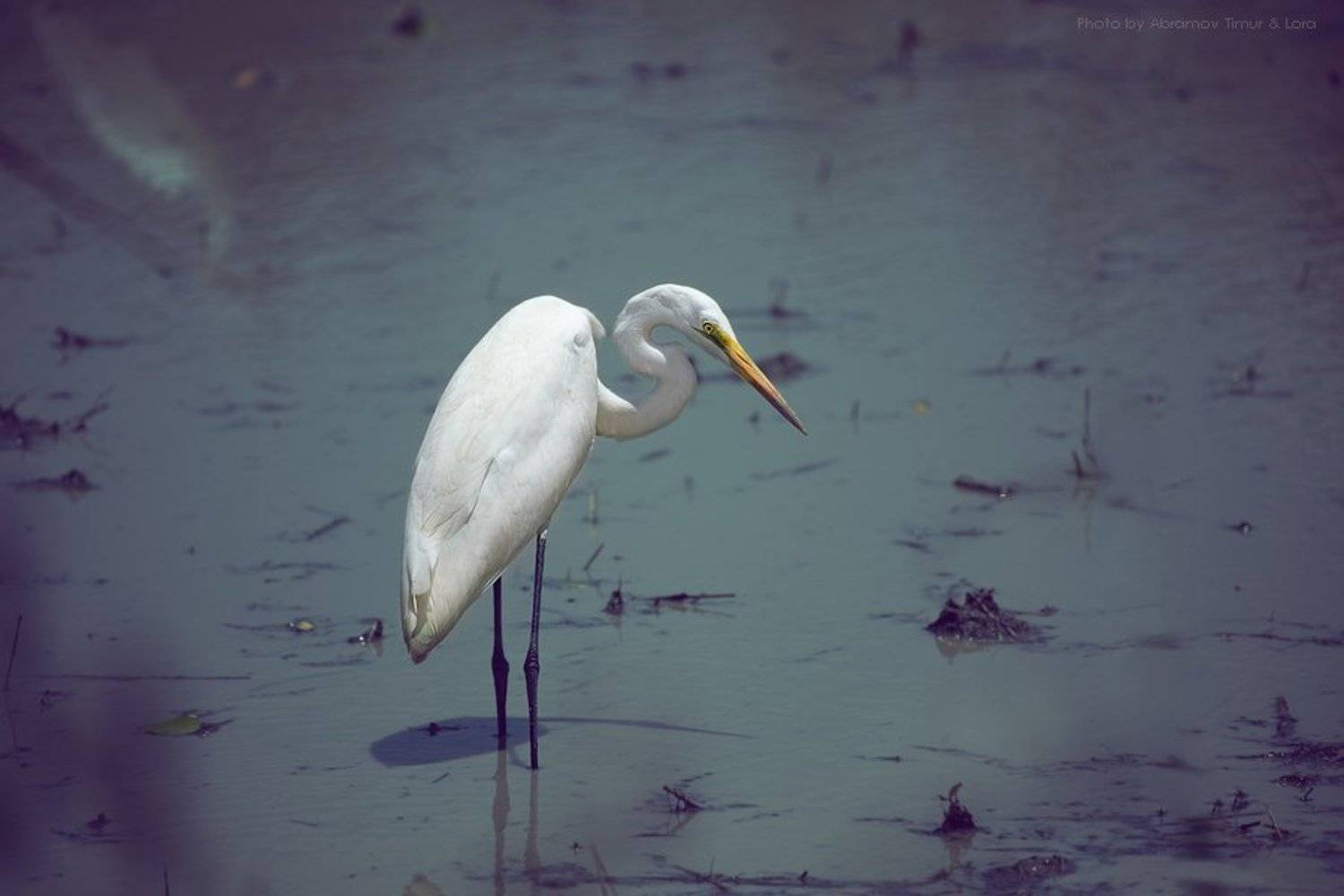 цапля, птица, озеро, шри-ланка, цейлон, Лора