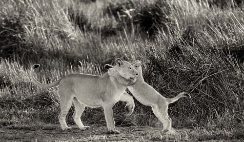 Львиная доля