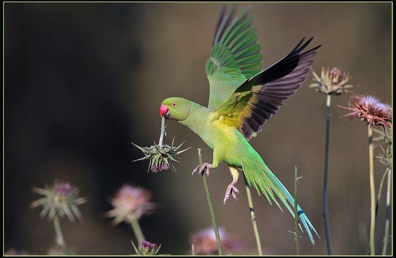Весенние колючки фото превью