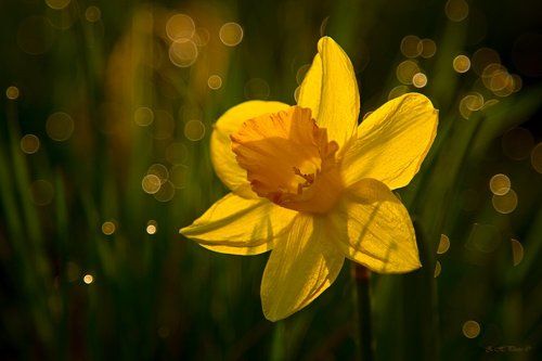 Little Sun