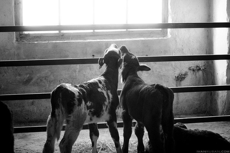 корова, коровник, скот, сельское, хозяйство Коровник фото превью