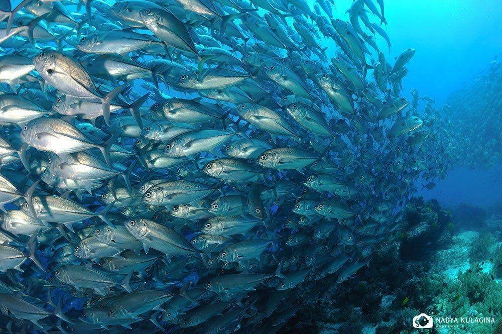 underwater, philippines, wide angle, jack fish, Nadya Kulagina