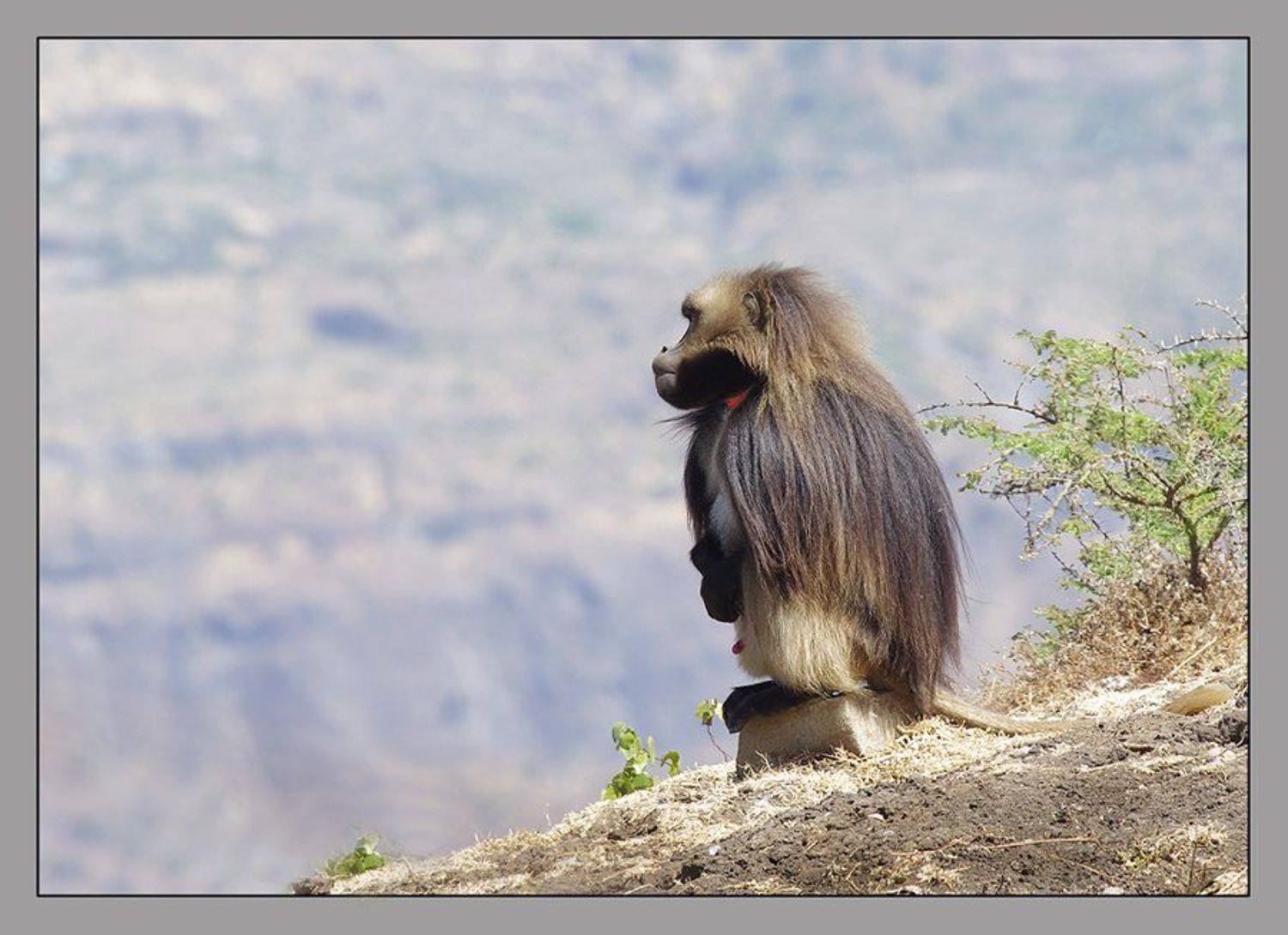 гелада, theropithecus gelada, эфиопское нагорье, приматы, Sergey Volkov