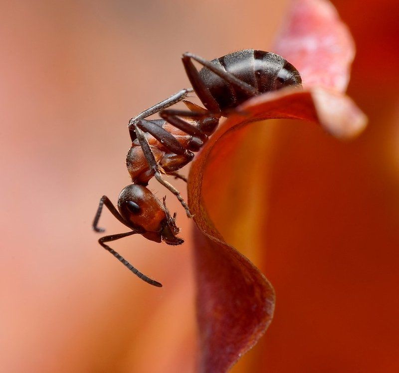 w barwach jesieni... фото превью