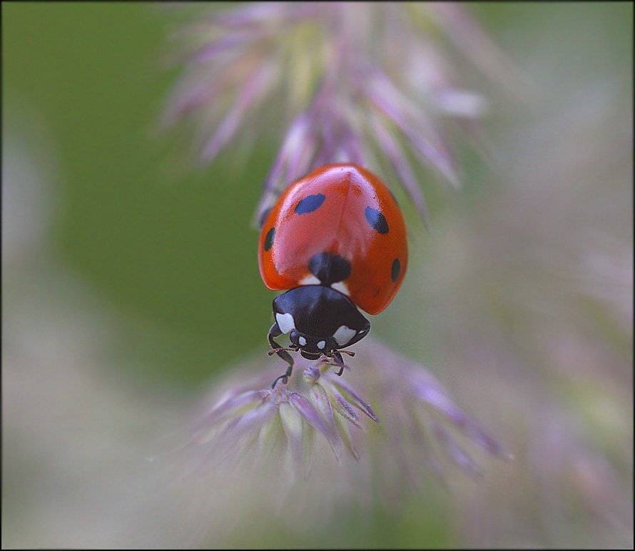 божья коровка,насекомые, Андрей Корочкин