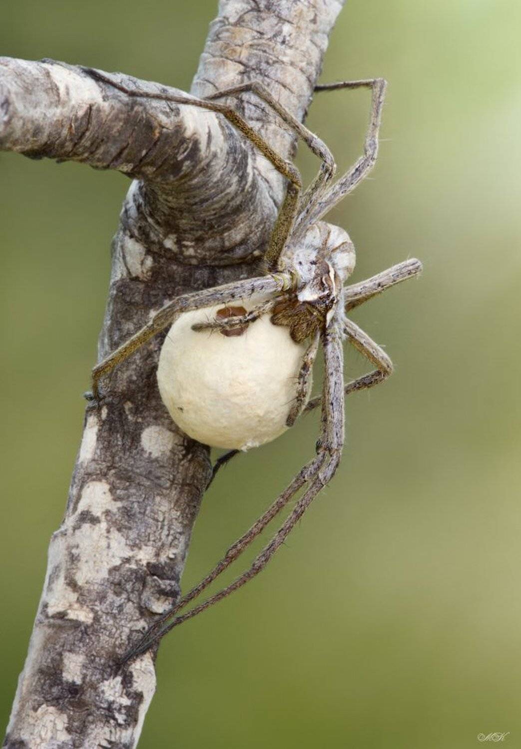 самка, паука-волка, с, кладкой-коконом, Miron Karlinsky