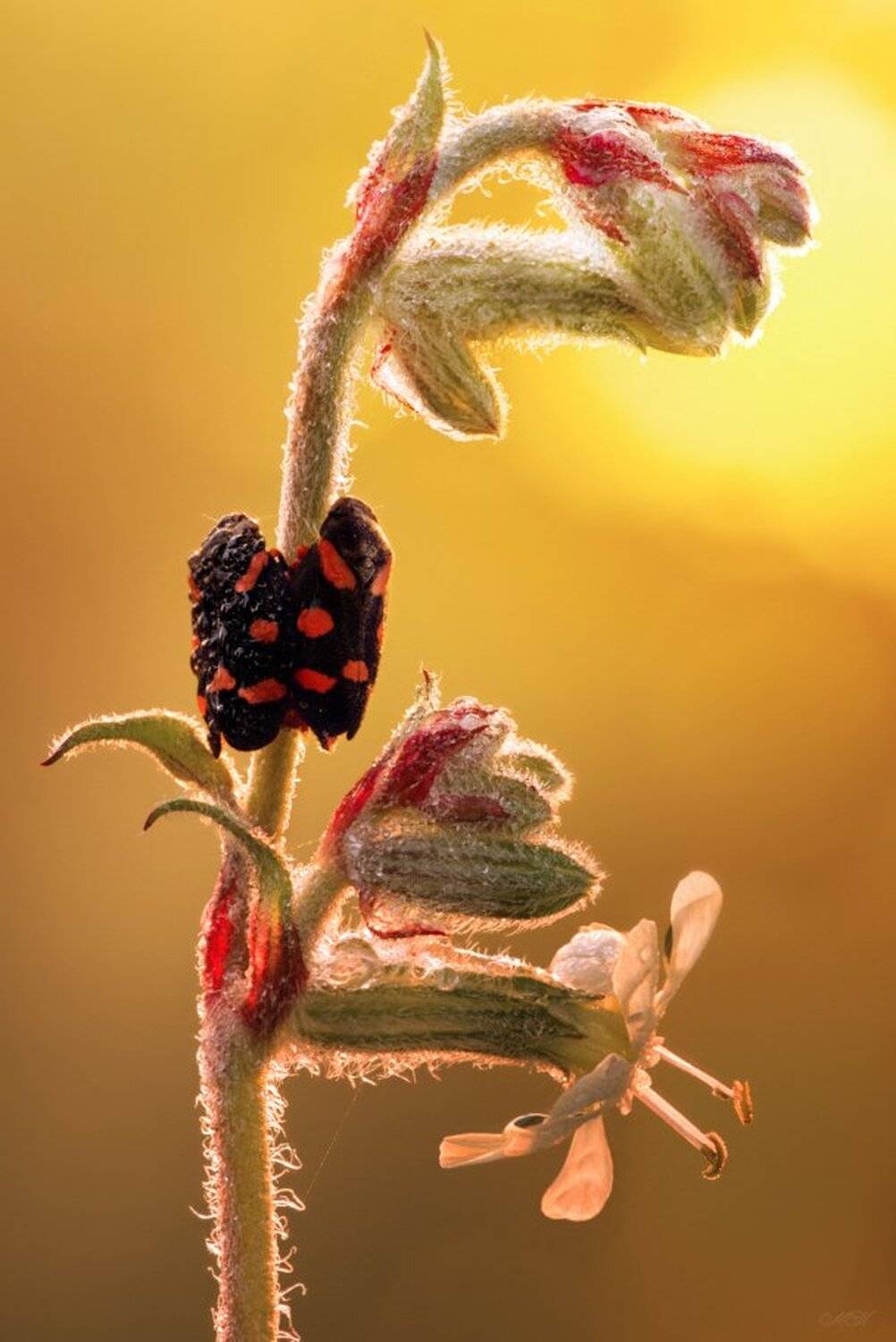 цикада, Miron Karlinsky