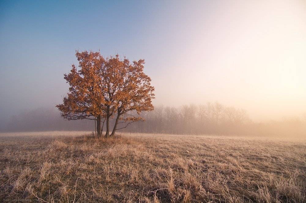 kovalenko, крым, пейзаж, туман, рассвет, дерево, Yuriy Kovalenko