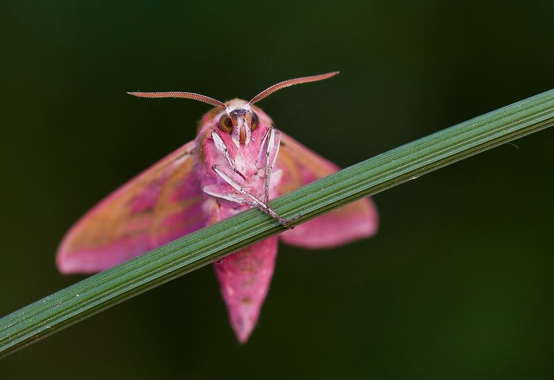 )I( фото превью