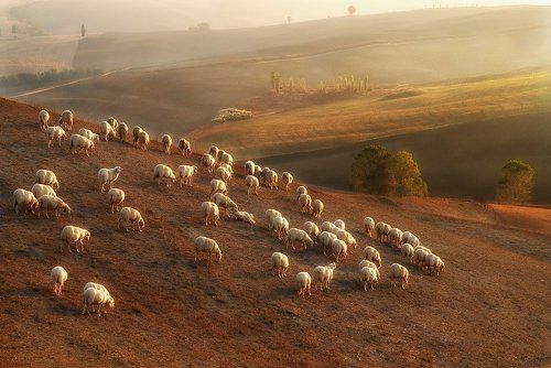 Tuscany Light