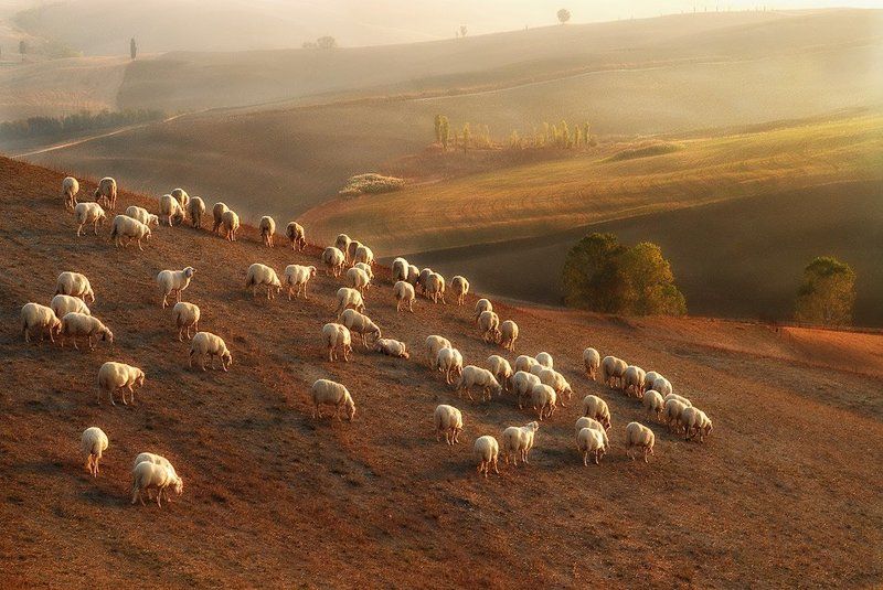 Tuscany Light фото превью
