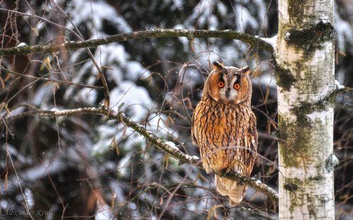 Желтоглаз пушистоухий...