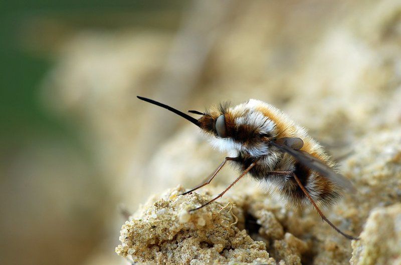 жужжало жужжало фото превью