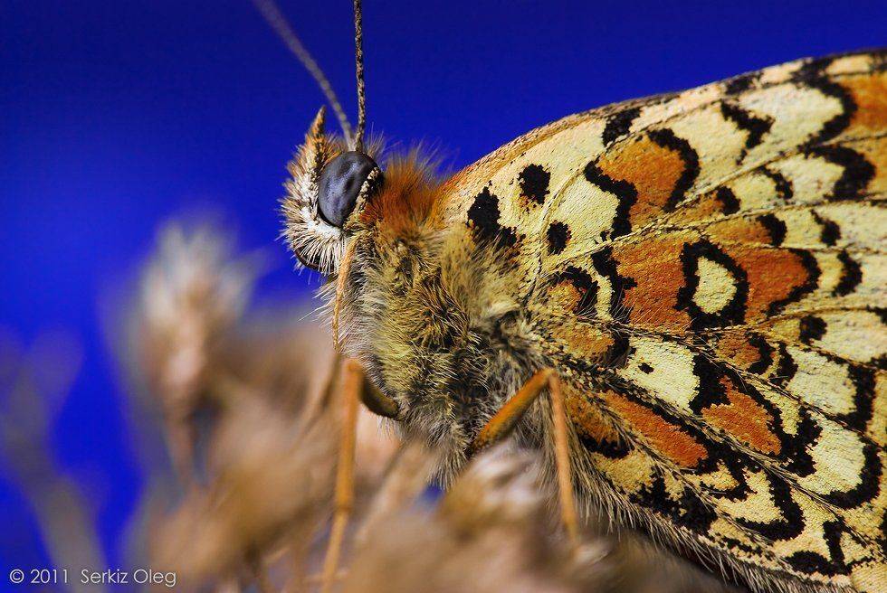 melitaea, athalia, macro, butterfly, serkiz, oleg, Oleg Serkiz