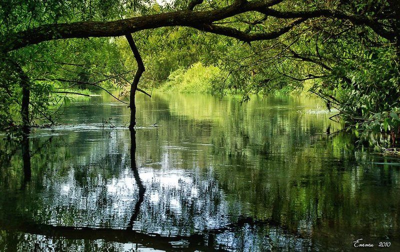 природа, река, лето, вода Свежесть реки.... фото превью