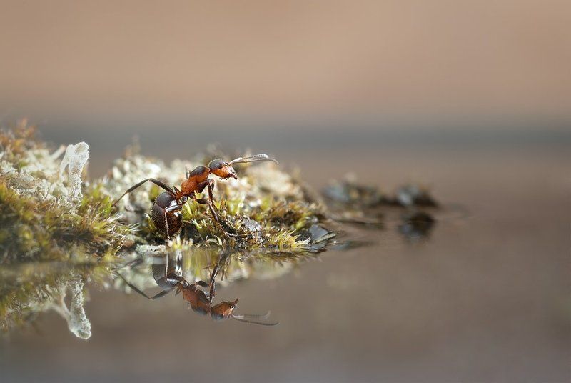 Reflective фото превью