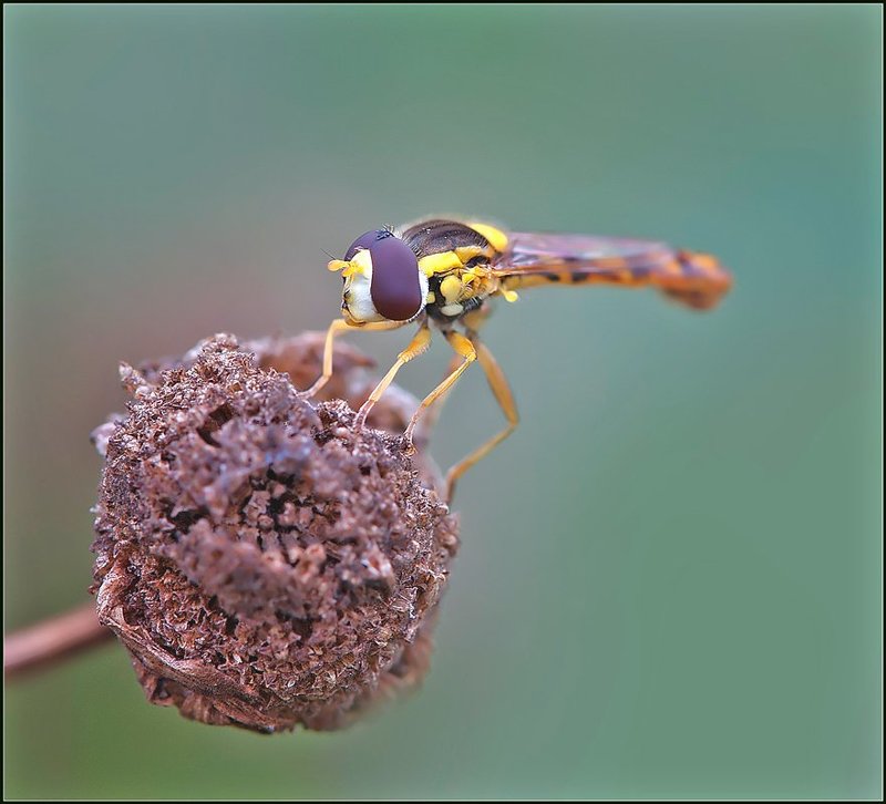 Чупа-чупс. фото превью