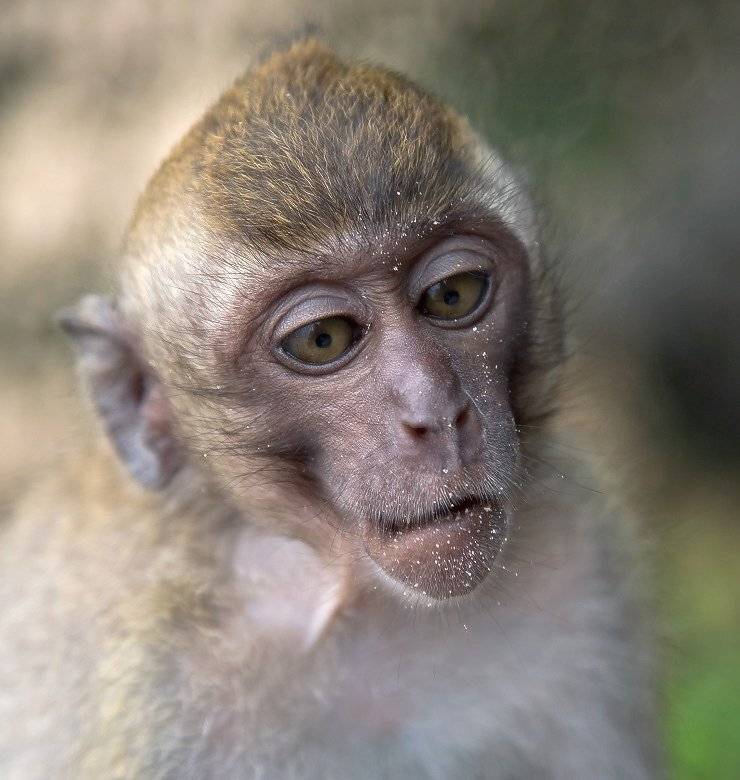 обезьяна, портрет, Георгий Машковцев