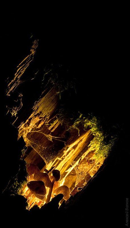 грибы, пень Вечная ночь фото превью