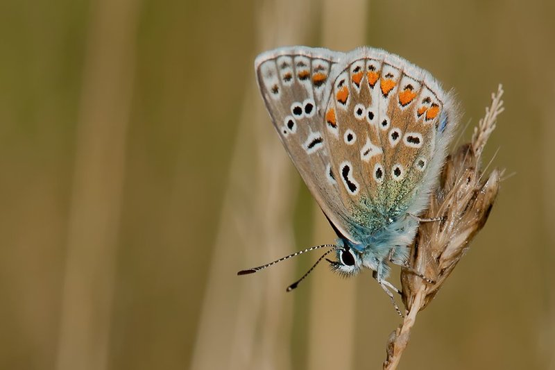)I( фото превью