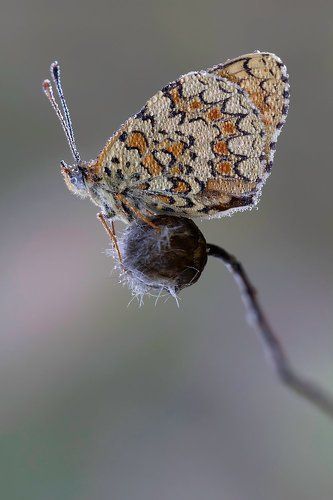 Melitaea phoebe