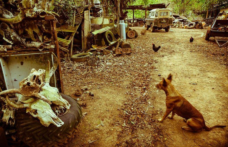 В глубокой австралийской глуши фото превью