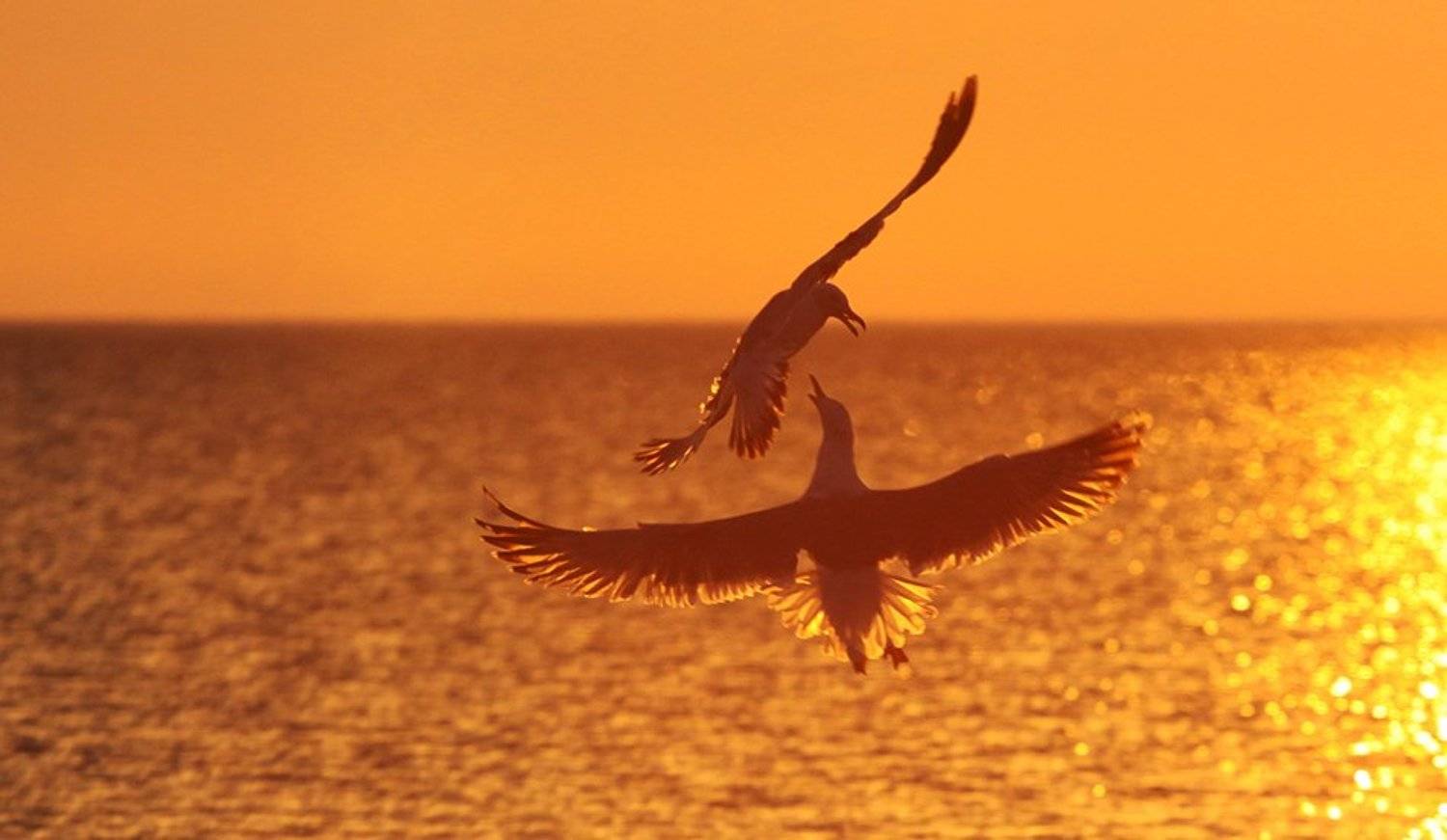 , Senna Ayd-Photographer