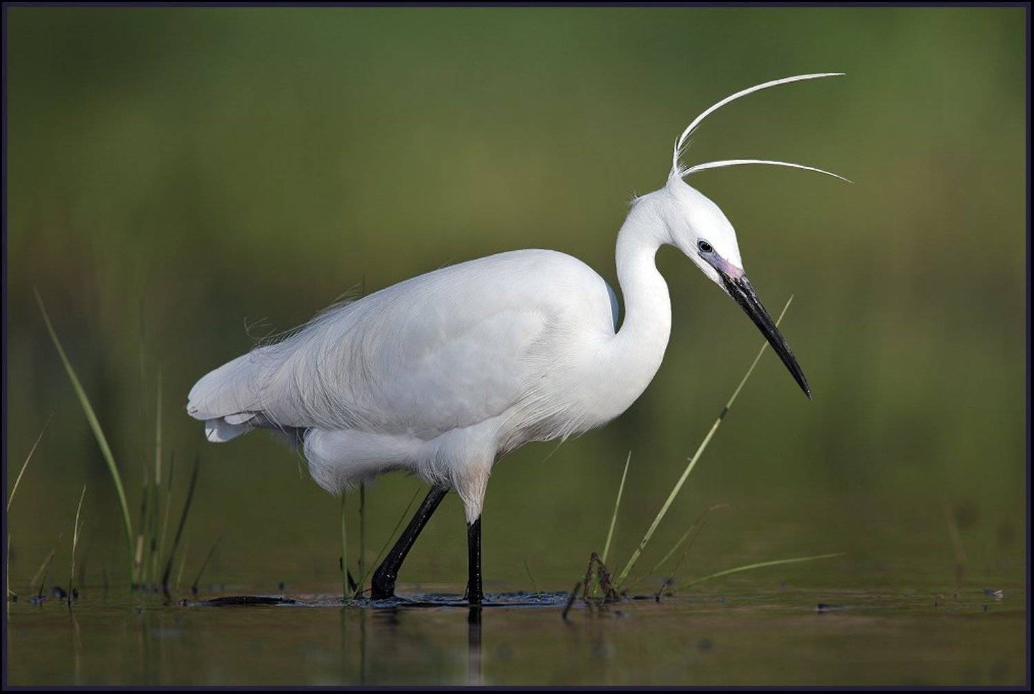 виктория, Michael Faiman