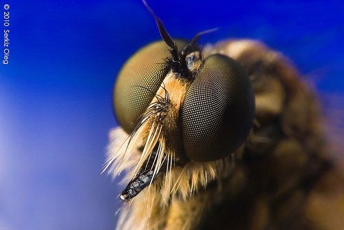 Robber fly