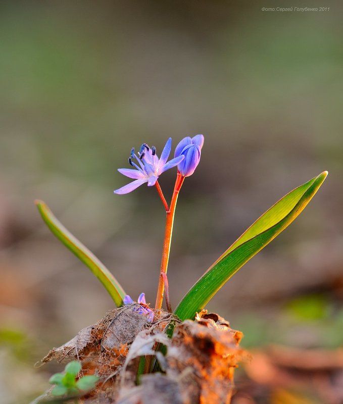 ***** фото превью