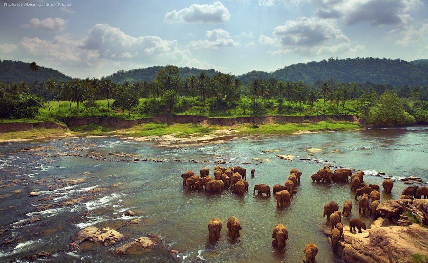 река, тропики, слоны, шри-ланка, цейлон, Лора